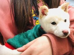-逗柴咖啡屋·狗咖猫咖宠物桌游