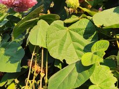 -广西壮族自治区药用植物园