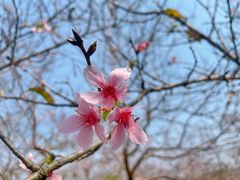 -天适樱花悠乐园