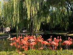 -辛玛王国游乐园