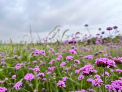 -洋湖国家湿地公园