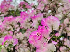 -莲花山公园