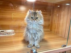 -猫十亿·布偶金渐层·曼基康矮脚猫舍(青年路店)