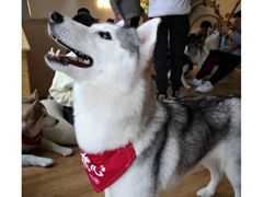 -Husky Go! 哈士奇体验馆·宠物咖啡厅狗咖