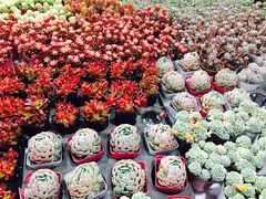-金科花卉市场