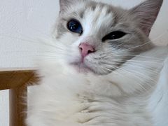 -有喵·猫咖·狗咖·30几只猫10只小狗(岗厦店)