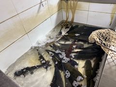 -都江堰石锅鱼