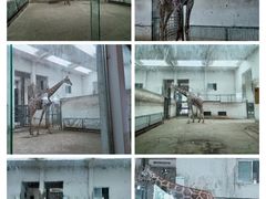 -成都动物园