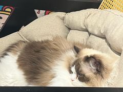 -琪喵猫屋·撸猫猫咖·猫舍