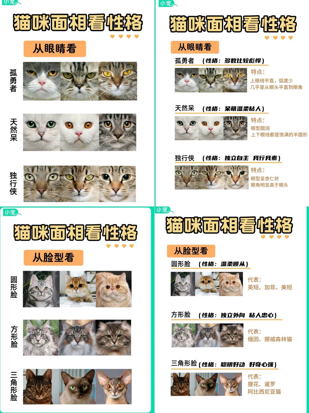 猫咪面相看性格