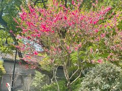 -杭州植物园
