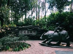 -金花茶公园