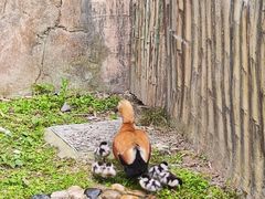 -上海野生动物园
