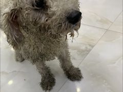 -瑞派宠物医院(搏威敦和院)