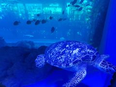 -成都浩海立方海洋公园