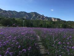 -紫云台香草园