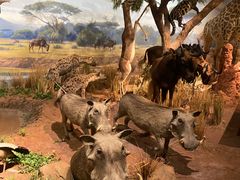 -陕西自然博物馆