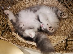 -飞行喵MR PILOT|猫舍·猫咖(静安大融城店)
