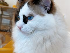 -有喵·猫咖·狗咖·30几只猫10只小狗(岗厦店)