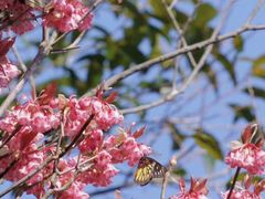 -梧桐山风景名胜区