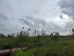 -西京湾花海