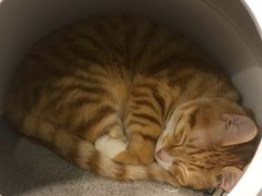 -PETKIT小佩宠物(古北店)