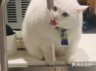 鹅厂image爱马哥咖啡店｜店长竟然是它