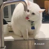 鹅厂image爱马哥咖啡店｜店长竟然是它