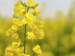 -中国天府农业博览园