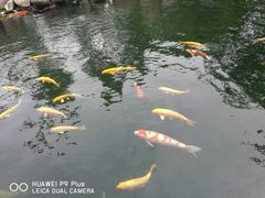 -湖鲜楼