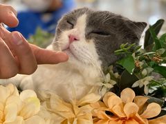 -共舞时光猫咖·狗咖(新街口店)
