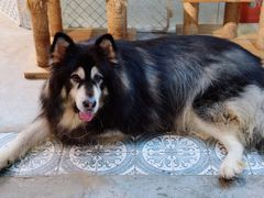 -more than meow吴止猫主题餐厅(承德 中船汇店)