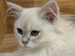 -猫十亿·布偶金渐层·曼基康矮脚猫舍(青年路店)