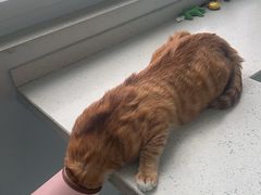 -宠瑞康动物医院