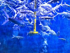 -成都浩海立方海洋公园