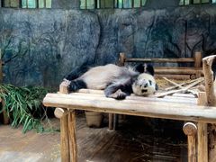 -深圳野生动物园