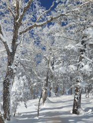 -大秃顶子山