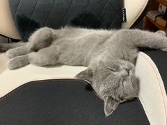 -lincat·猫舍(广州店)