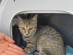 -瑞派伍一宠物医院·眼科·骨科·猫科转诊中心(马王堆院)