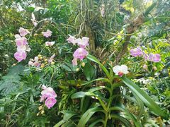 -深圳仙湖植物园
