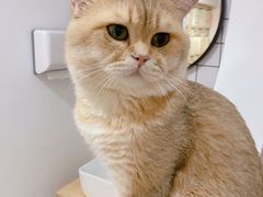 -柴迷FANS CLUB·柴犬狗咖·猫咖