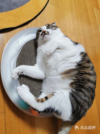 看看能香几天。适合十斤一下猫咪，大一点感觉塞不下了