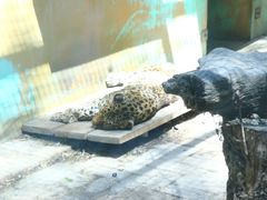 -青藏高原野生动物园