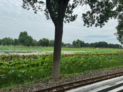 -洪湖生态旅游区