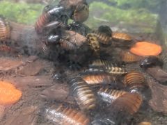 -上海大自然野生昆虫馆(东方明珠·爬宠昆虫探索中心)
