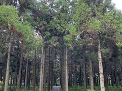 -东平国家森林公园