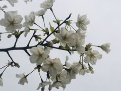 -高子水居