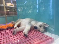 -龟与熊猫宠物公园(南坪店)