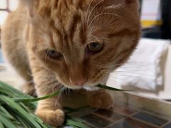 -瑞派·关忠动物医院·猫专科·犬专科(三环新城店)