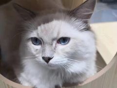 -瞄一喵猫咖(格力海岸店)